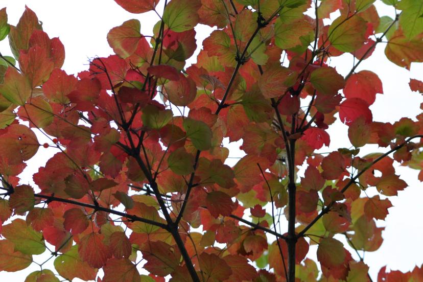 Herbstlaub